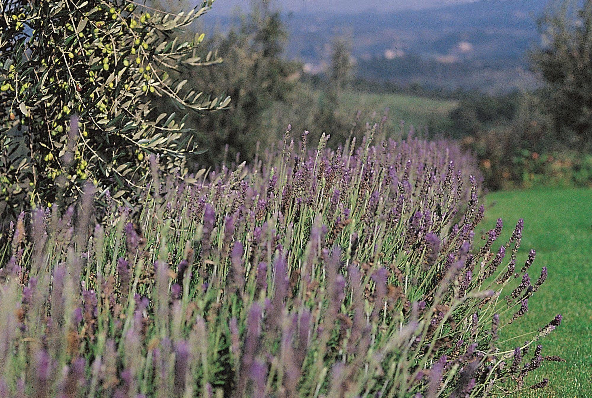 Podere Il Pino Poggibonsi Ngoại thất bức ảnh